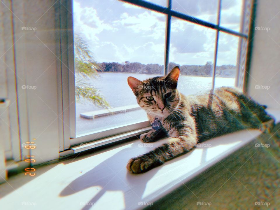 Cat Sunbathing in a window