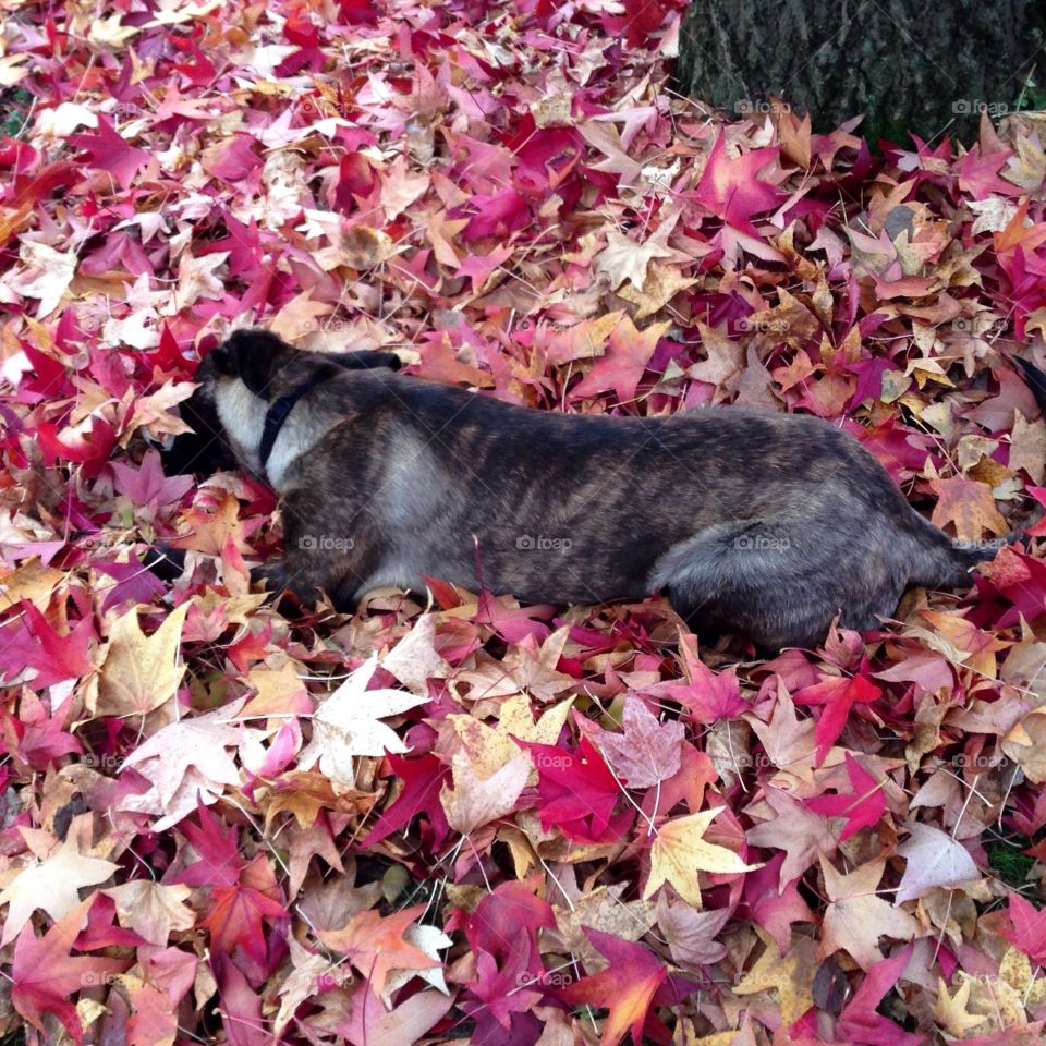 Dog in autumn leaves 