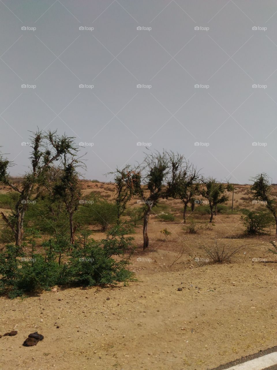 Landscape, Tree, Desert, Sand, No Person