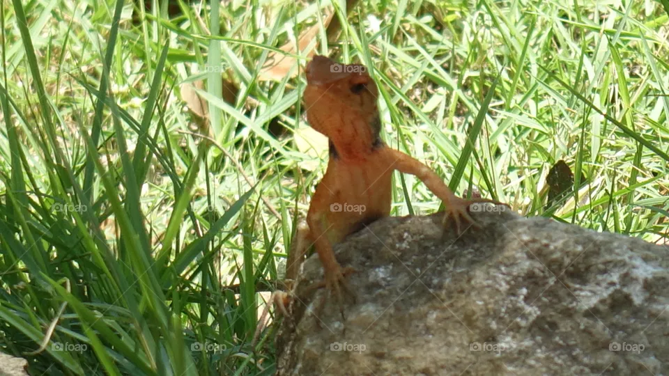 Lizard 