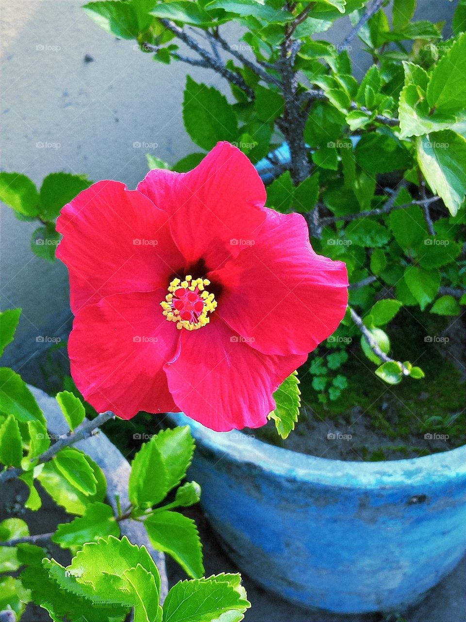 beautiful red 🔴 hibiscus 🌺 flower 🌺🌻🌹🌷