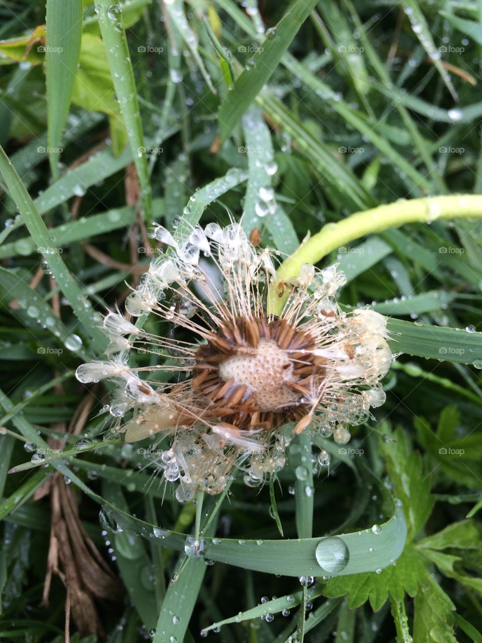Dandelion in the drops of rain