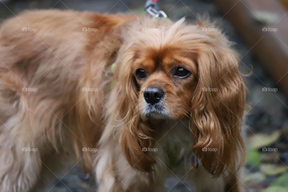 Brown- eyed dog with golden hairs 