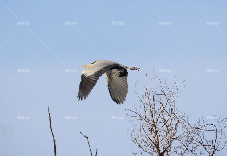 Grey Heron in flight