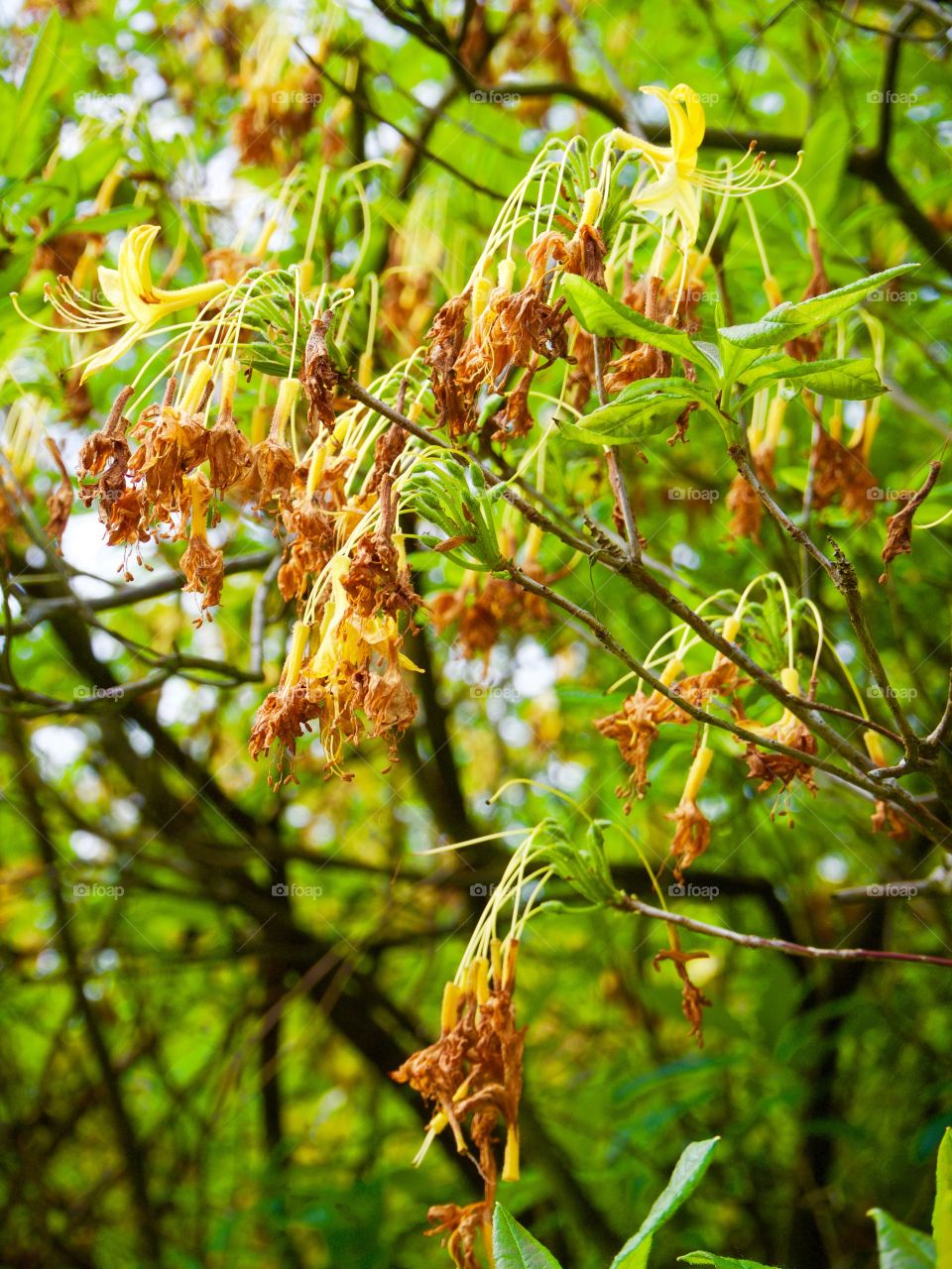 Wilting azaleas