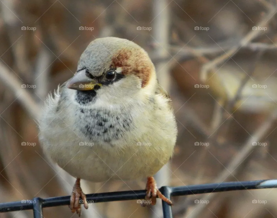 Sparrow 