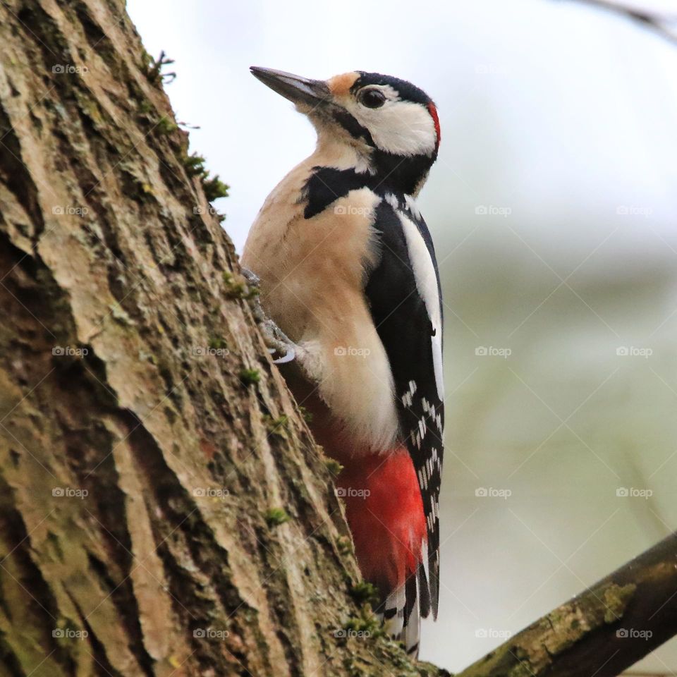 A typical German winter is depicted in this image, with sub-zero temperatures and no snow. The focus is on a woodpecker clinging to a tree. The scene conveys the cold and tranquility of the season.