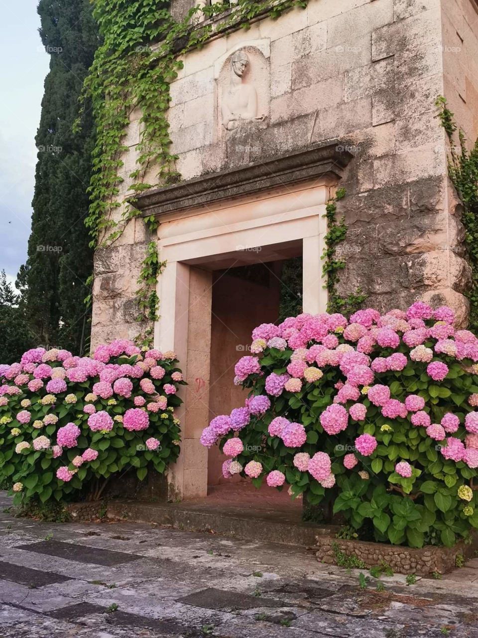 Hydrangeas in spring