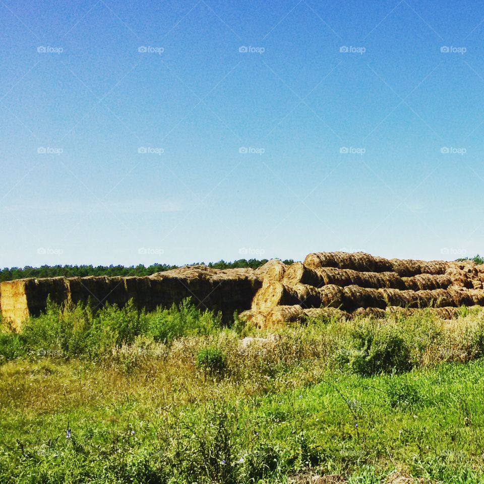 Hay in the field