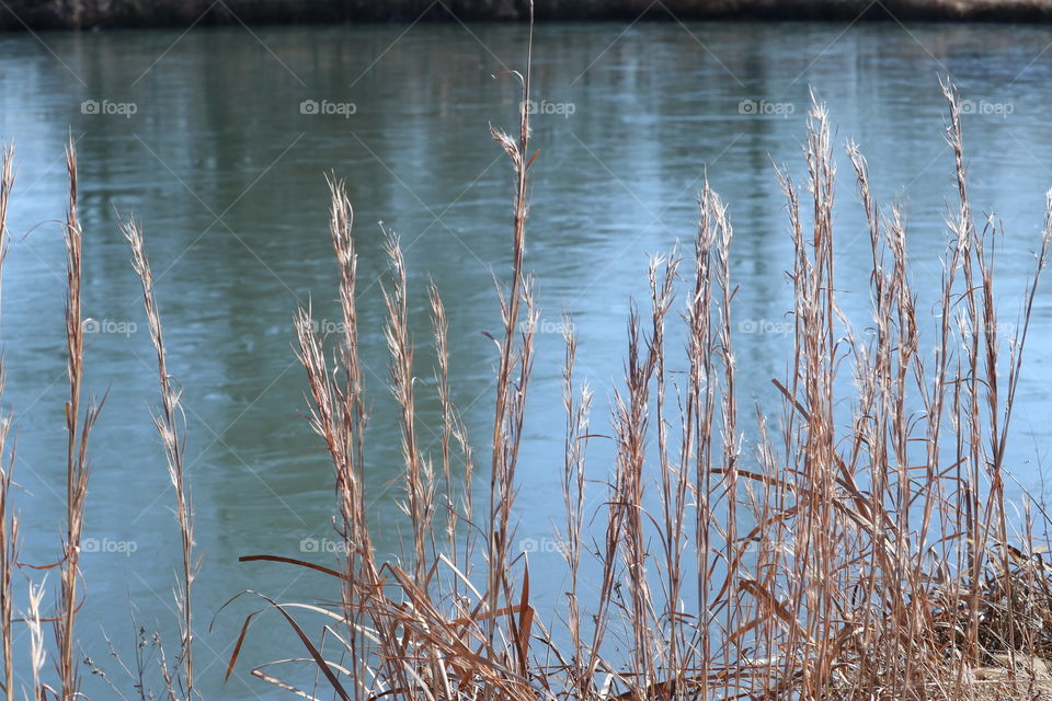 Brown plants at the edge of frozen water.