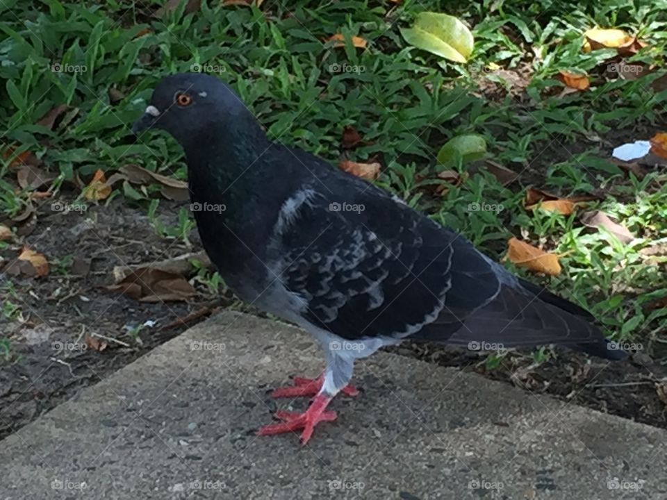 Pigeon 