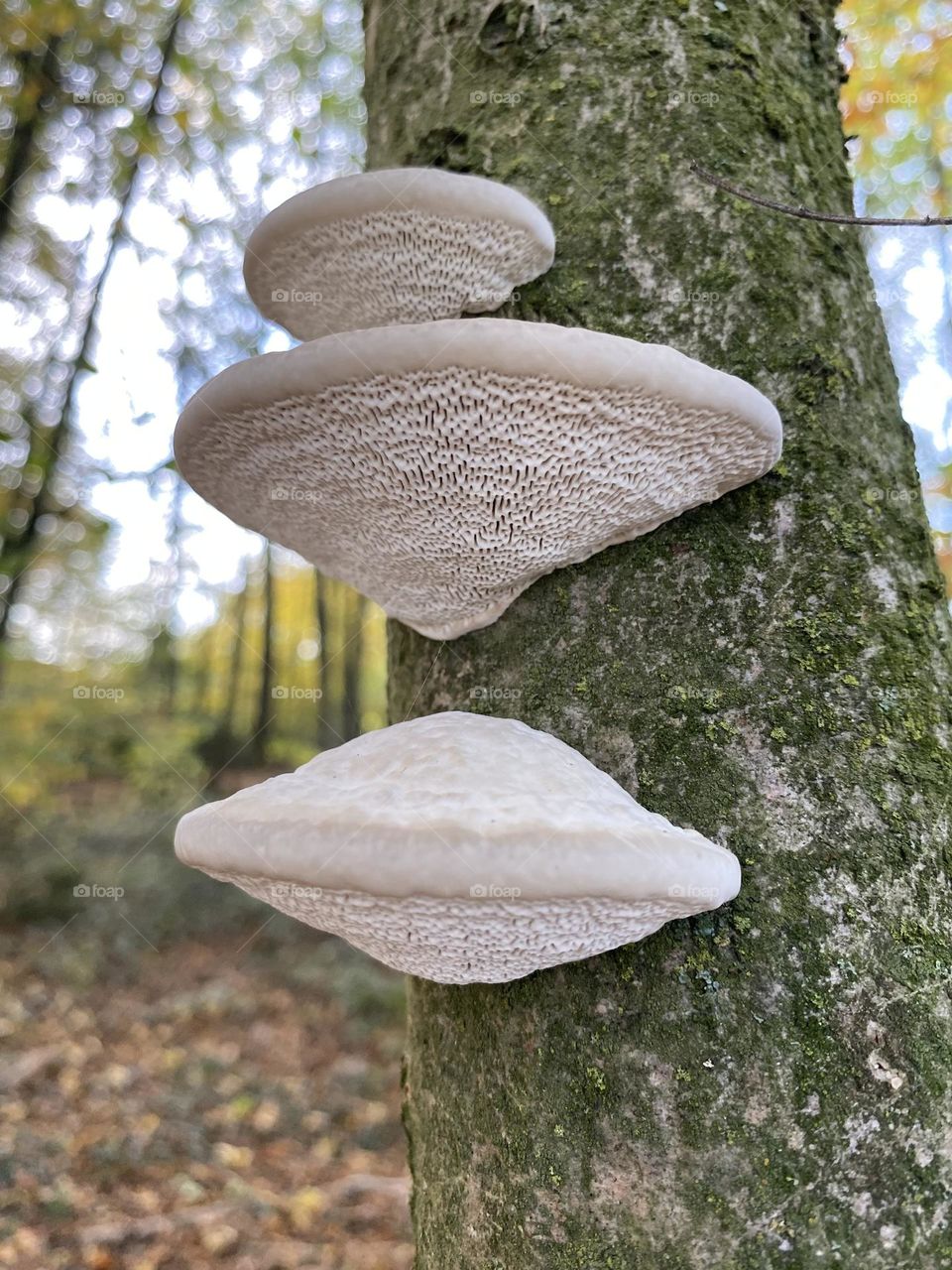 Tree fungus 