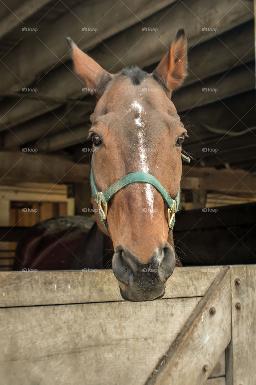 Close-up of horse