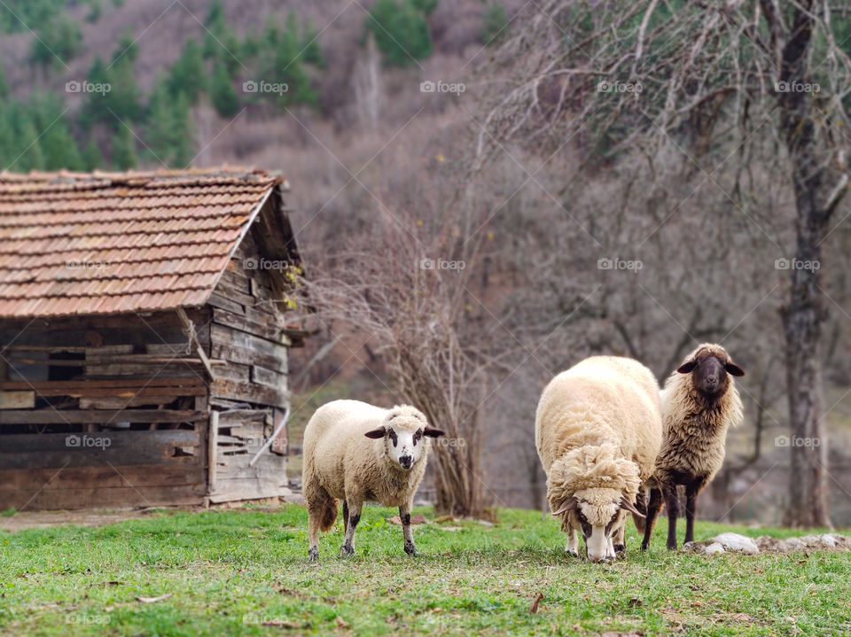 Happy three sheeps