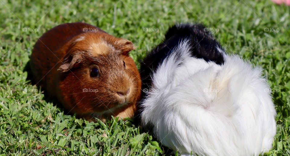 Guinea Pigs in Sunshine