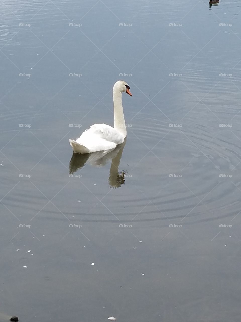 swan on the lake