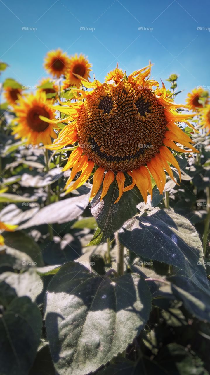 Sunflower