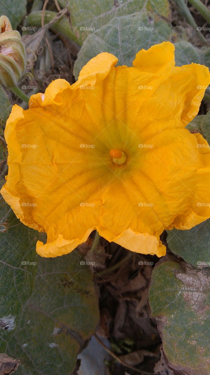 Summer yellow  flower