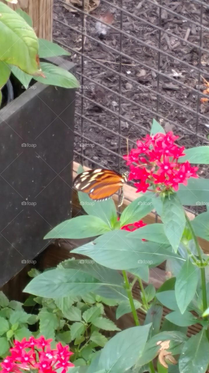 A Butterfly at York Wild Kingdom in Maine