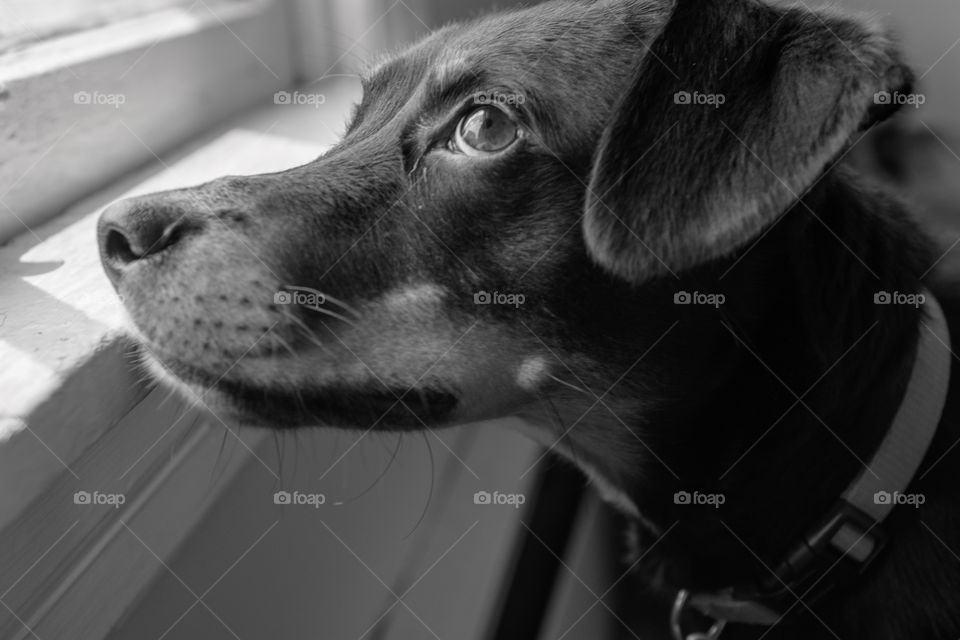 Dog in black and white looks hopefully up at the outdoors through a window casting light onto his face on a dreary, rainy day