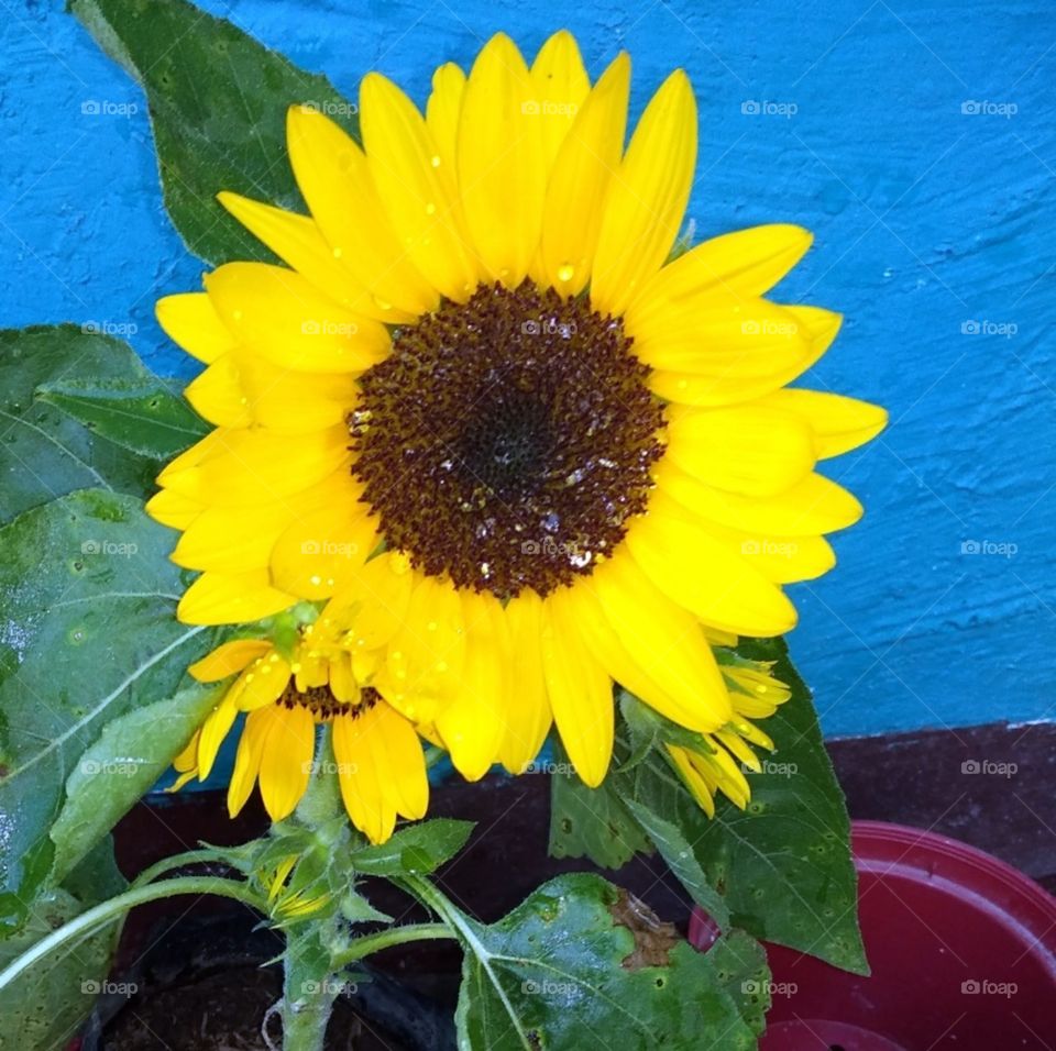 My happiness.. 🌻🌅