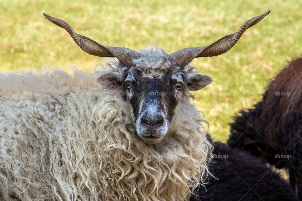 racka sheep with twisted horns