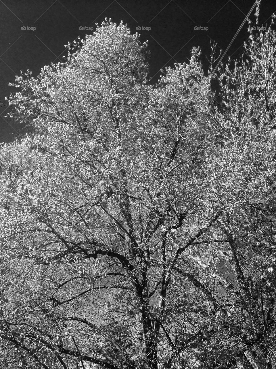 Monocolor tree. Black and white tree in spring 