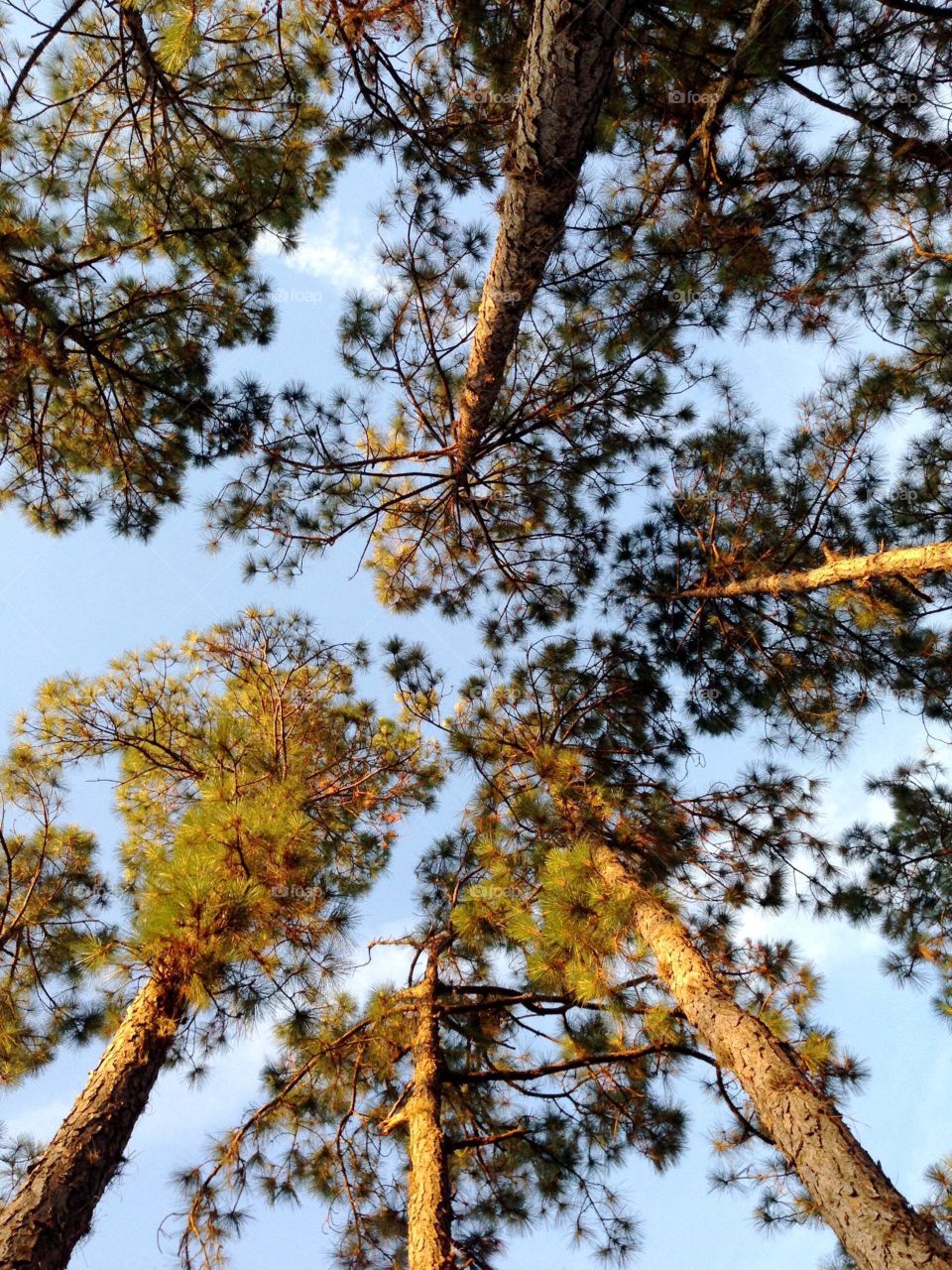 Treetops in the golden hour. Treetops in the golden hour