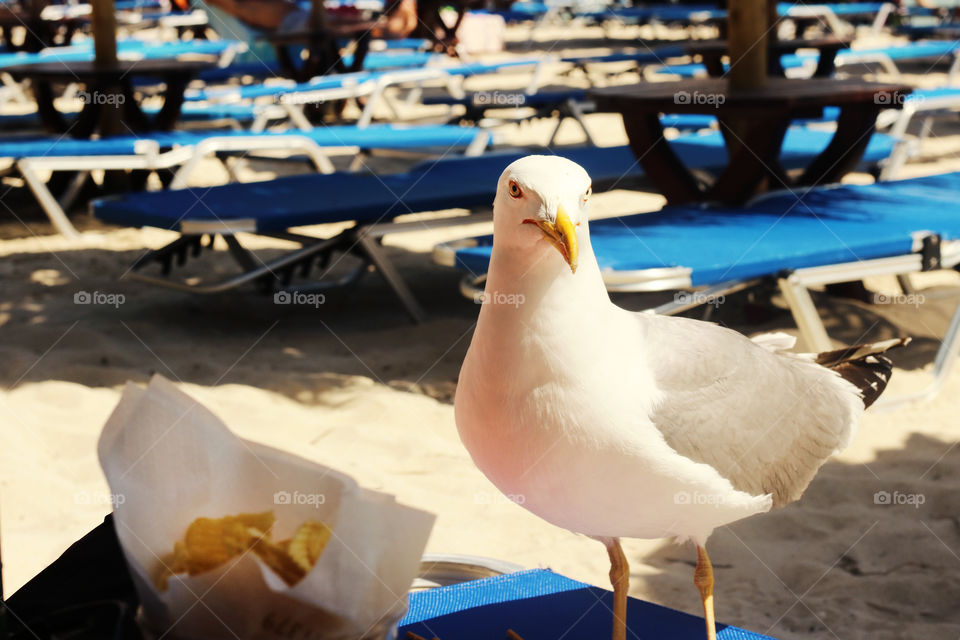 Seagull 