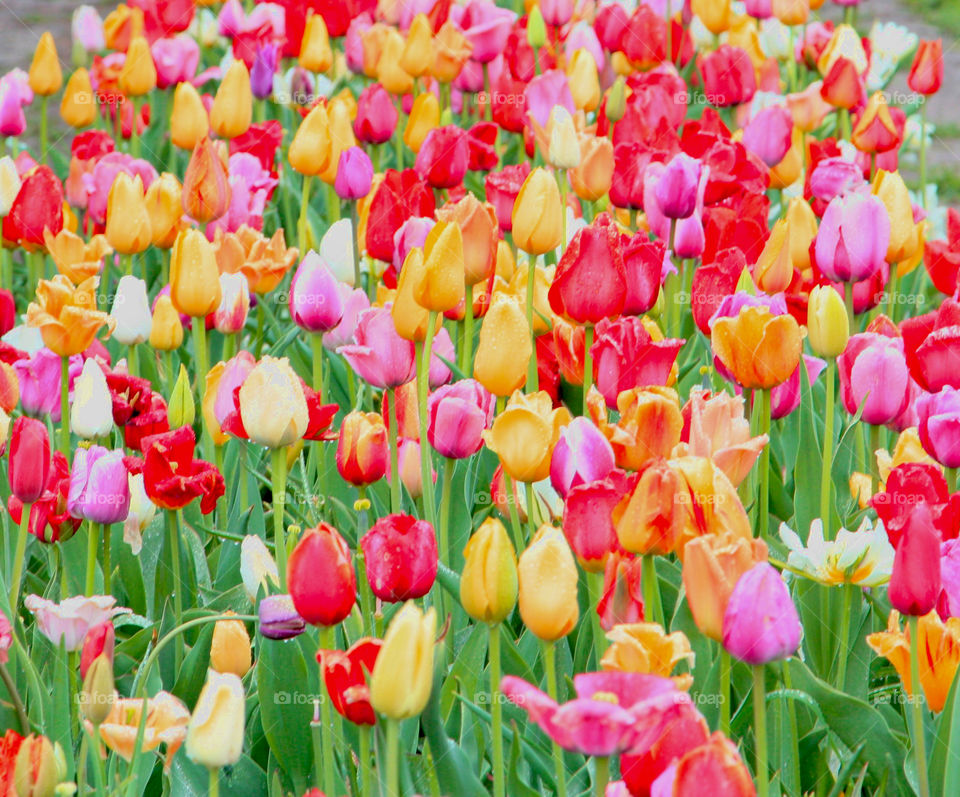 colorful tulips