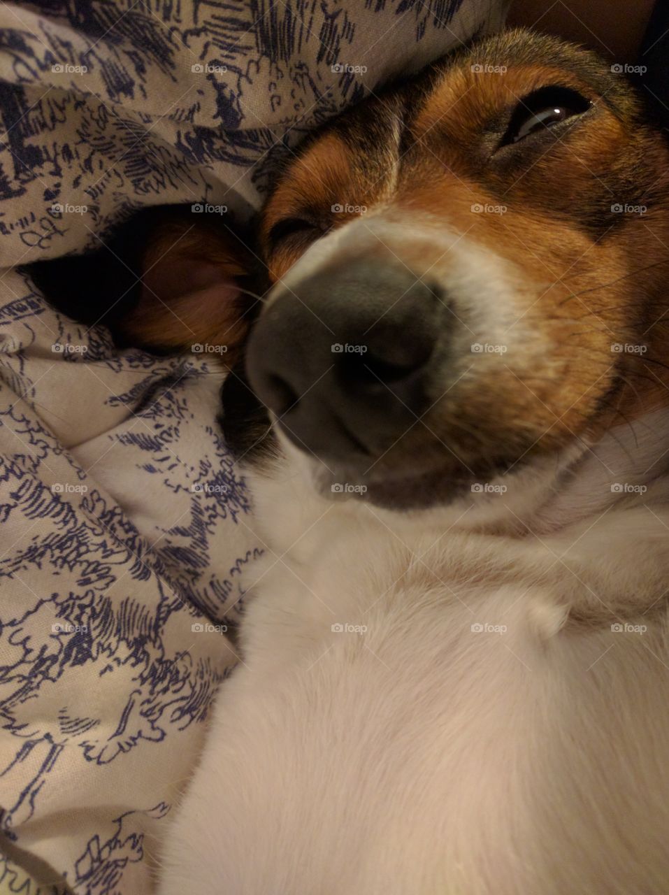 A sleepy dog making funny face