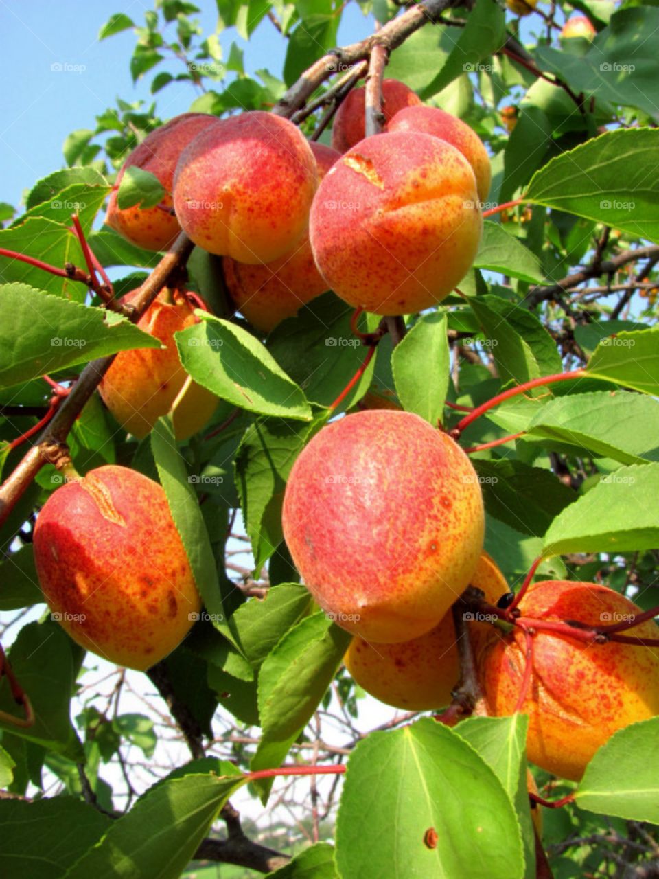 Персик урожай