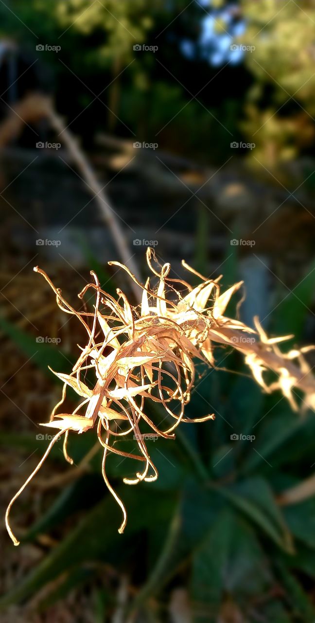 flowers and plants