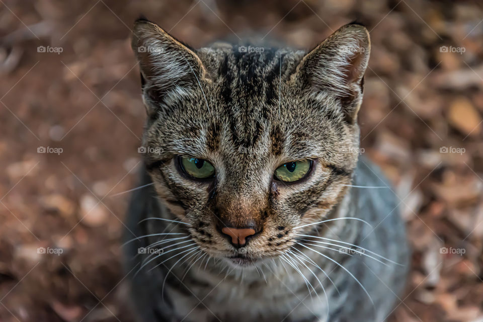 Dangerous cat look