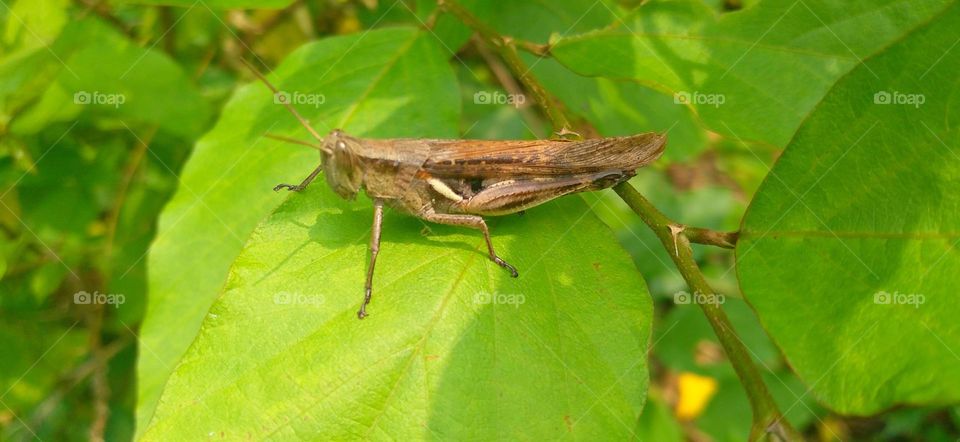 Rice locusts are a group of insects that belong to the suborder Caelifera