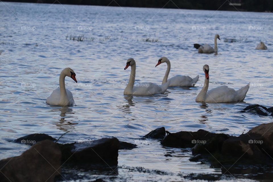 A flock of swans