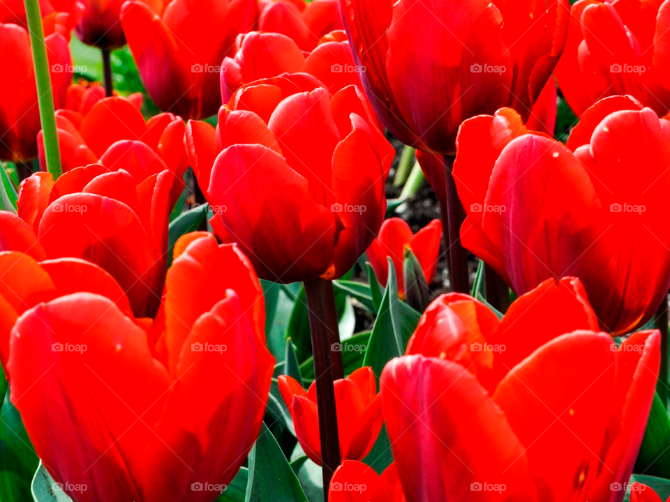 Red tulips 