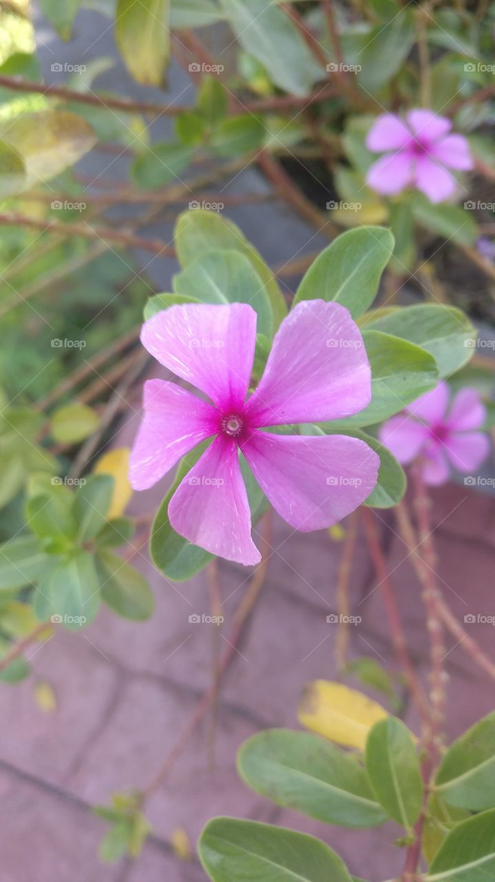 Beautiful lovely pink flower