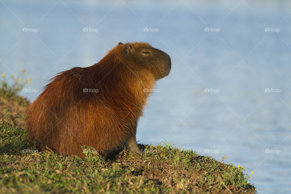 Capybara.