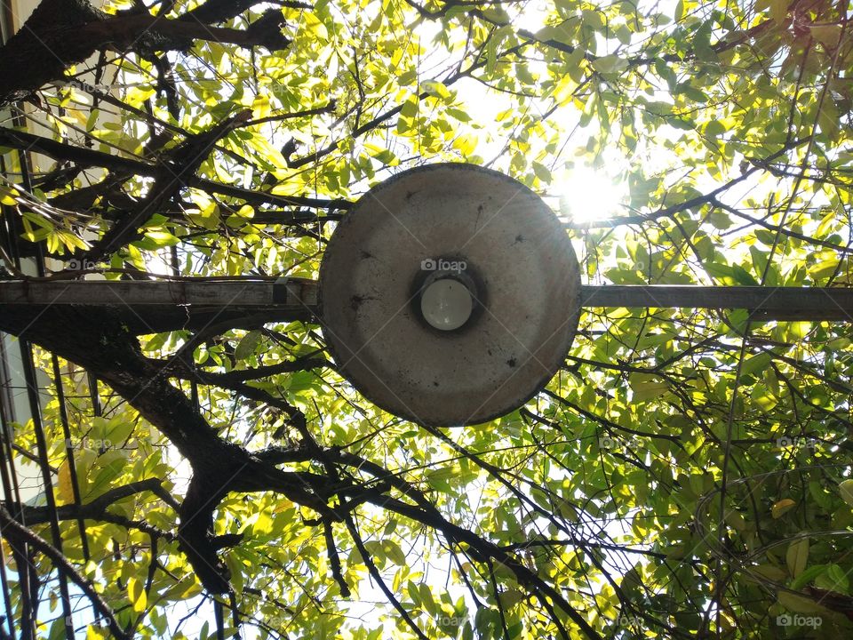 hanging lamp in the tree with sun light background