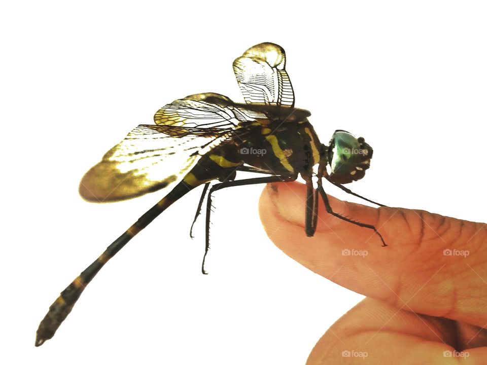 dragonfly,white background