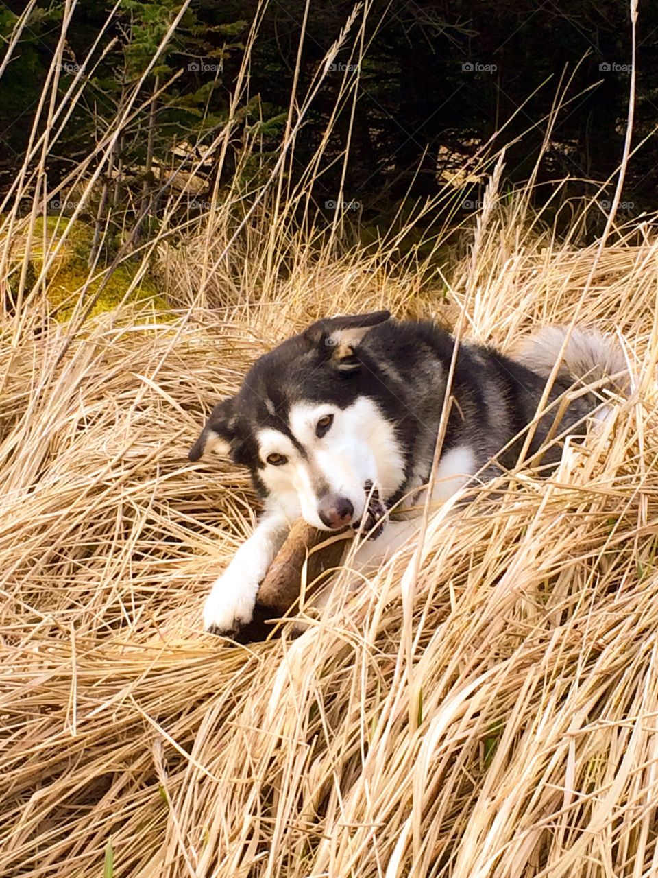 Happy Husky. Happy Husky