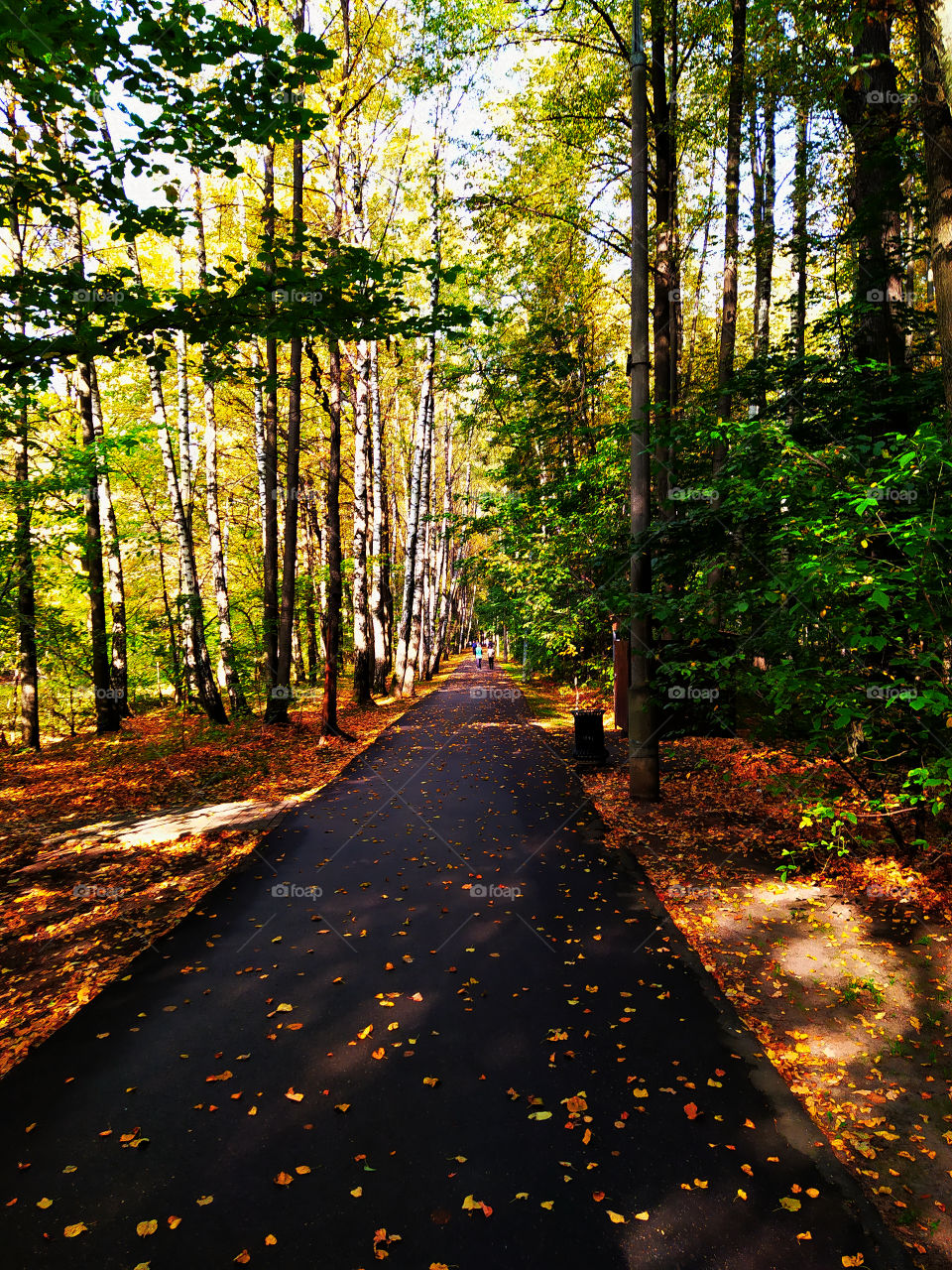 Park road in autumn