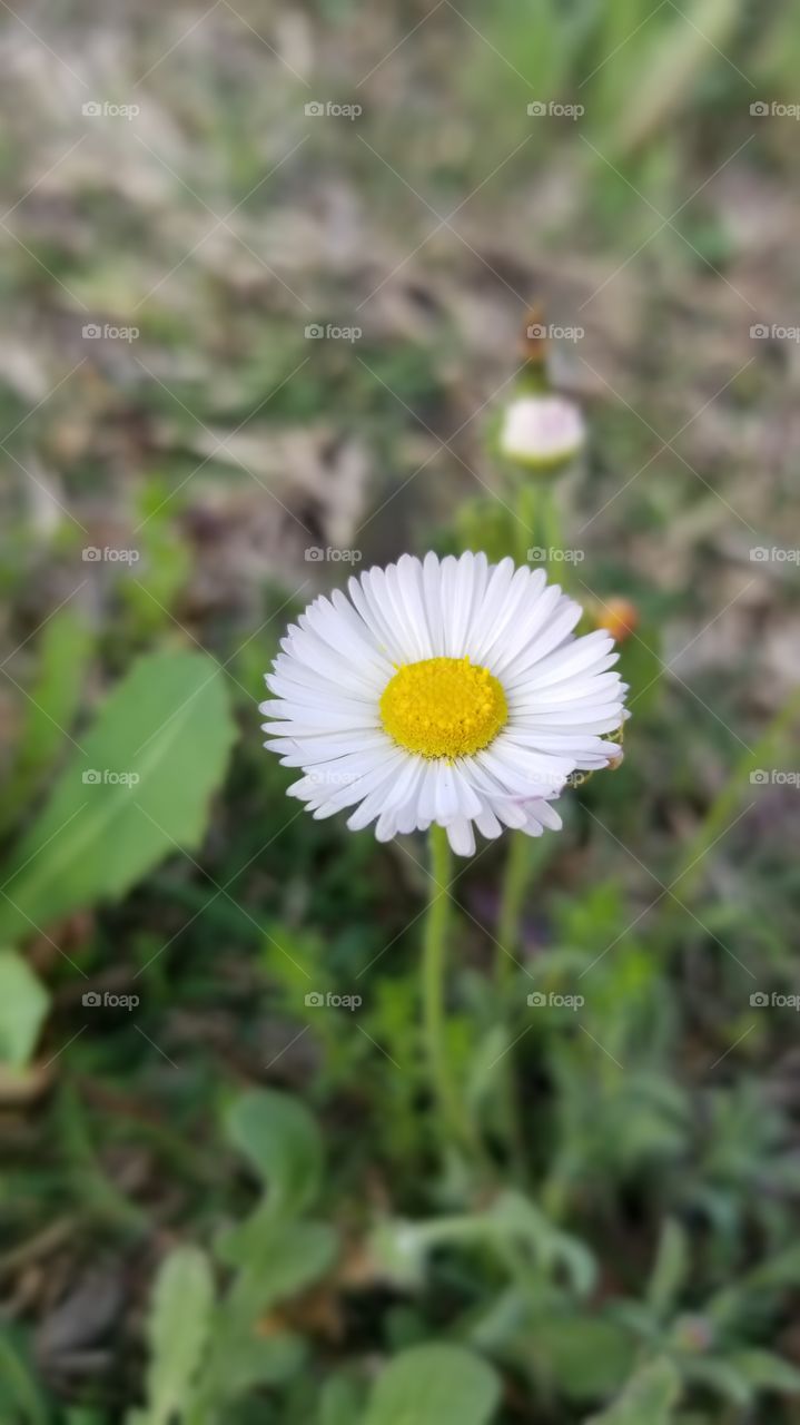 first wildflowers of spring