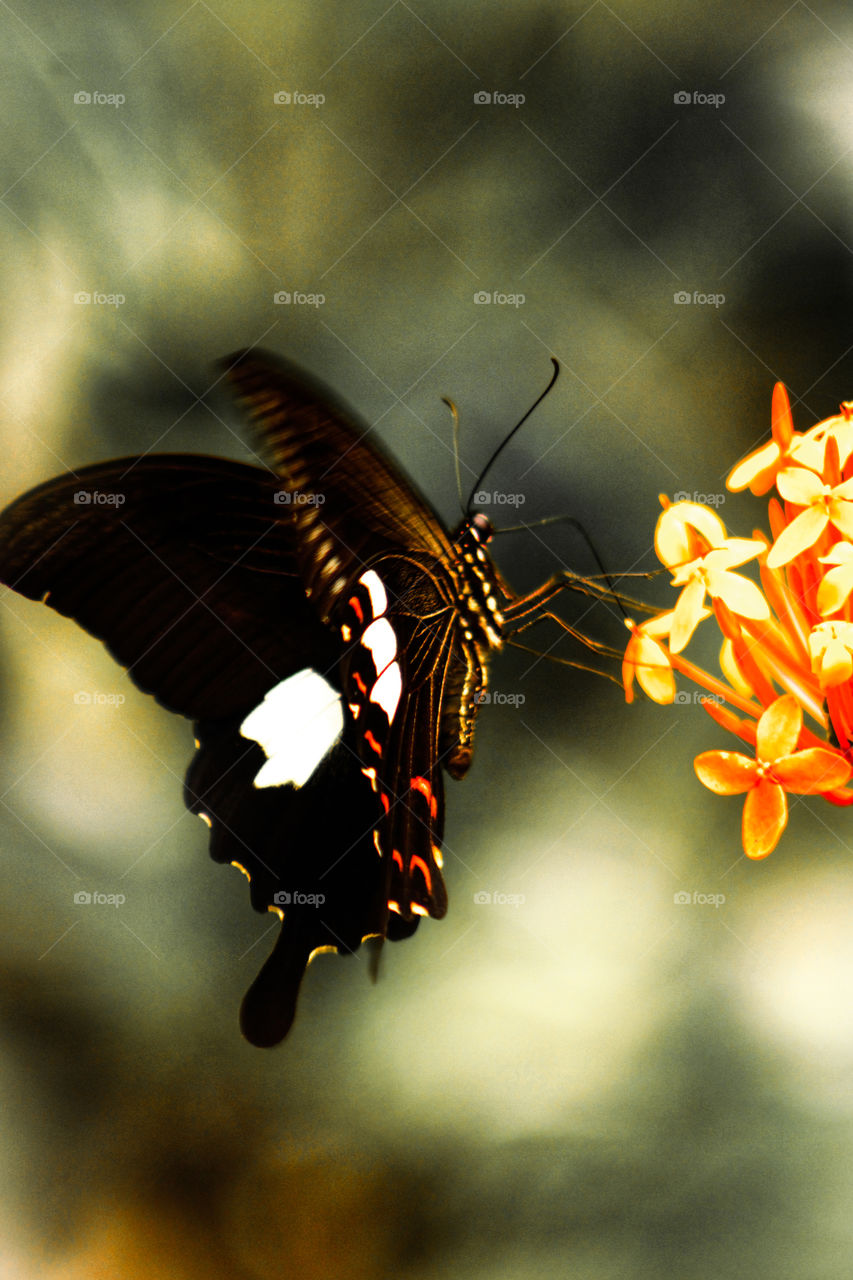 butterfly