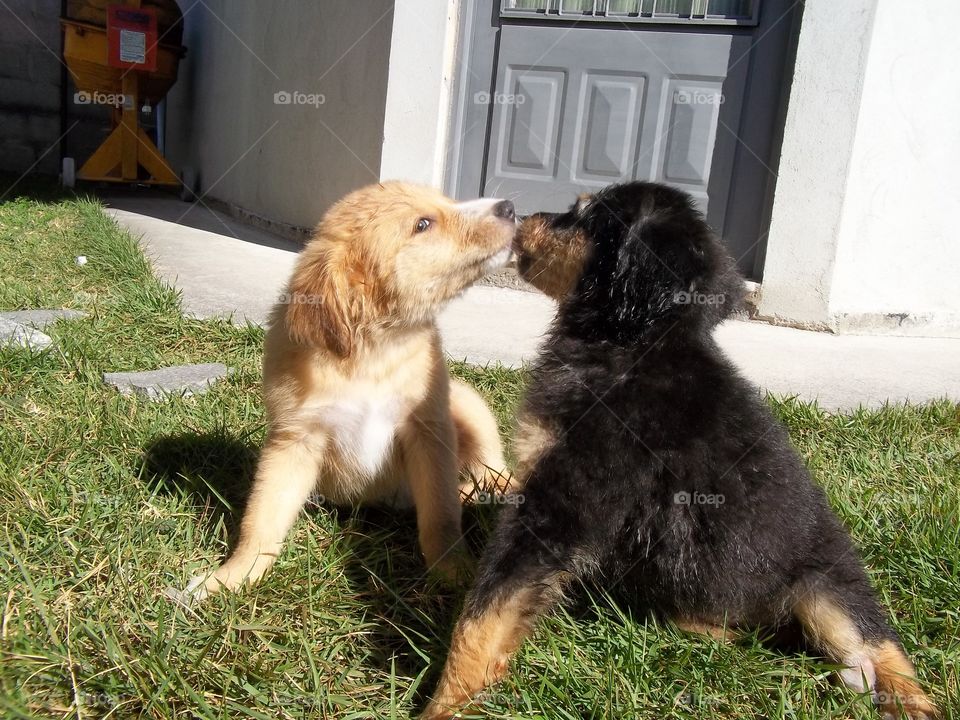 Bela e Shonita filhotes #irmas