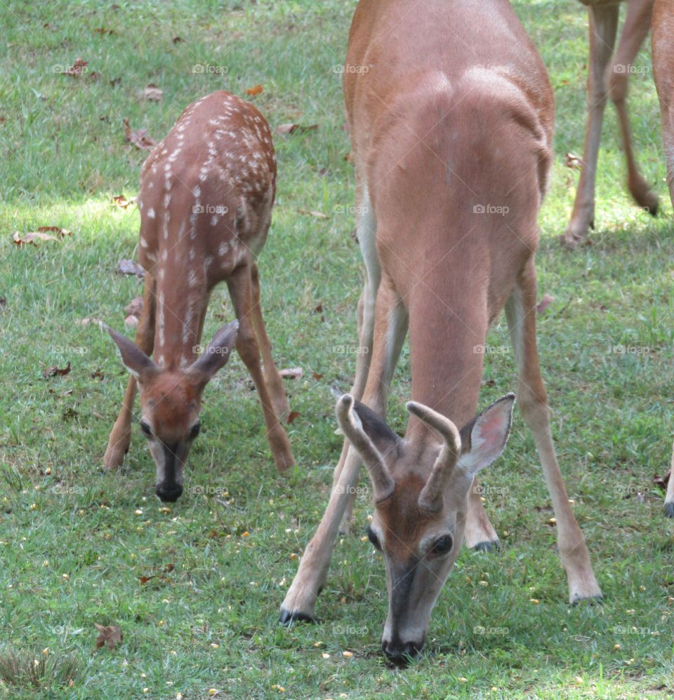 Young buck and a fawn feeding. 