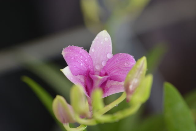 Orchid flower at my house 