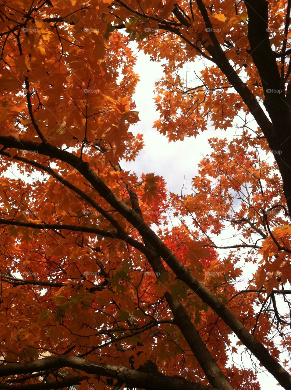 Fall, Leaf, Maple, Tree, No Person