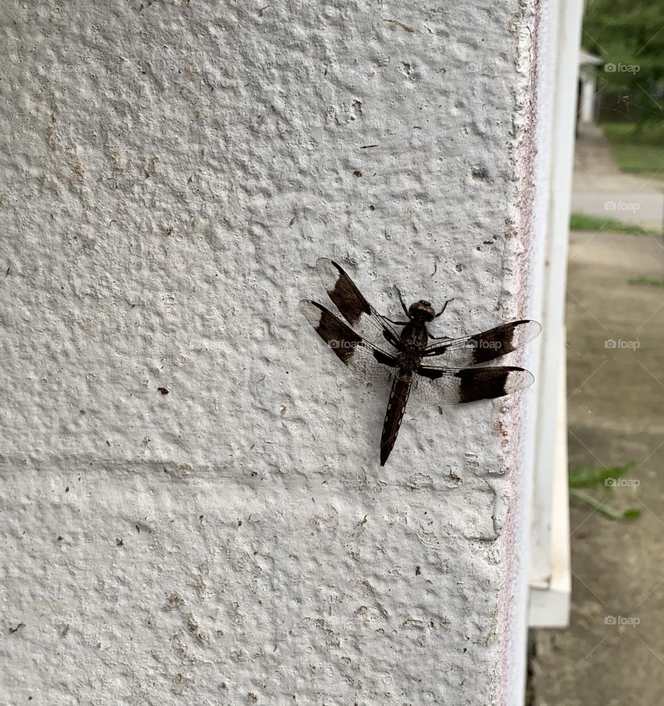 Every summer, I make friends with the dragonflies. A visit from them in an honor! 
